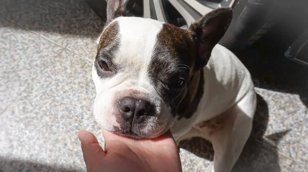 Französische Bulldogge oder jemand berührt einen Hund — Stockfoto
