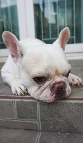 Bulldog francés domesticado o perro somnoliento —  Fotos de Stock