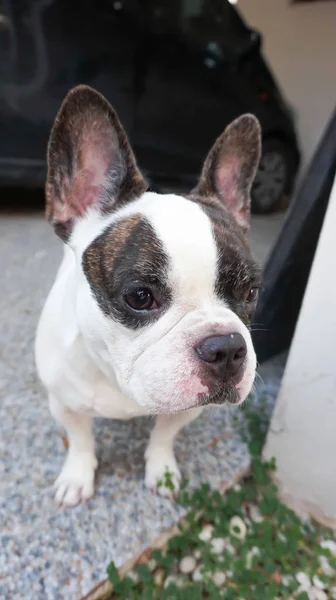 Perro distraído o bulldog francés — Foto de Stock