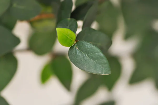 Creeping Fig or Climbing Fig plant — Stok Foto