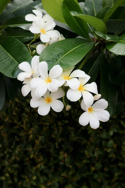 Frangipani, fiore di frangipani o albero di pagoda — Foto Stock