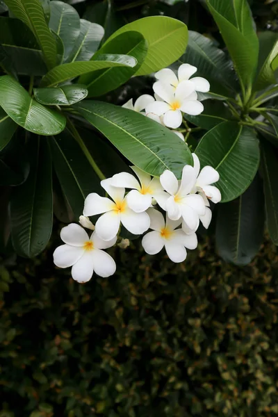 Frangipani, flor de frangipani ou árvore de pagode — Fotografia de Stock