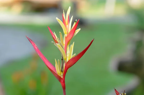 Heliconia, Heliconia kwiat — Zdjęcie stockowe