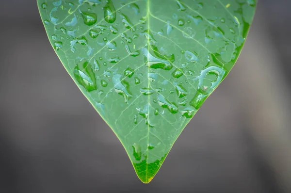 rain drop on the leaf