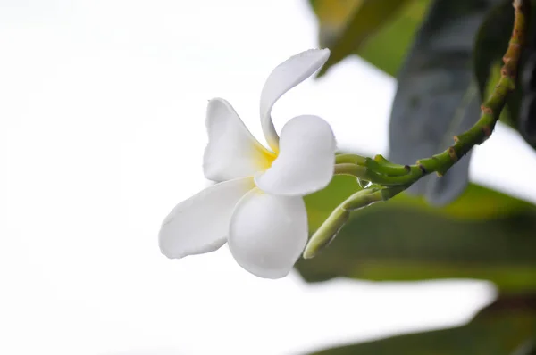 Frangipani, flor de frangipani ou árvore de pagode — Fotografia de Stock