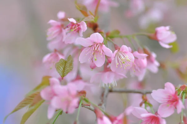 Vad himalájai cseresznye vagy a prunus cerasoides — Stock Fotó