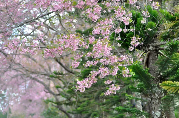 Wild himalayan cherry or prunus cerasoides and pine tree — Stock Photo, Image
