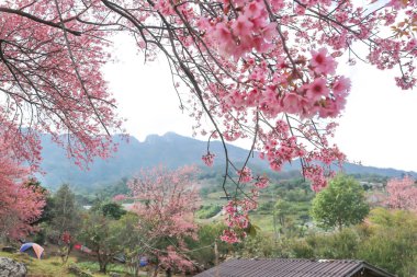 vahşi Himalaya kiraz veya prunus cerasoides, sakura