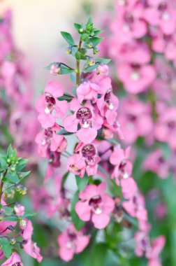 Myosotis, Boraginaceae, beni unutun. 