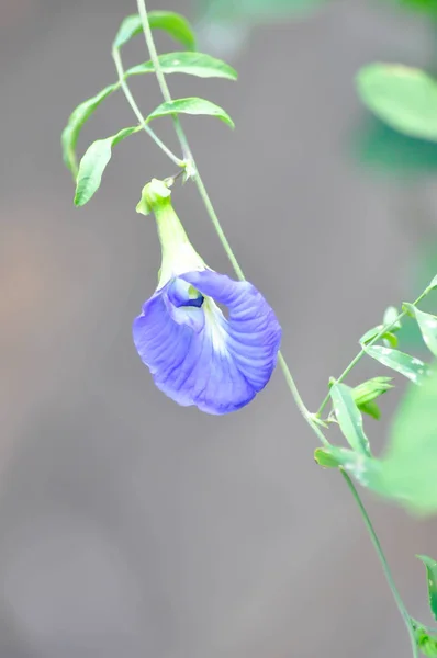 Ervilha azul, Ervilha borboleta — Fotografia de Stock