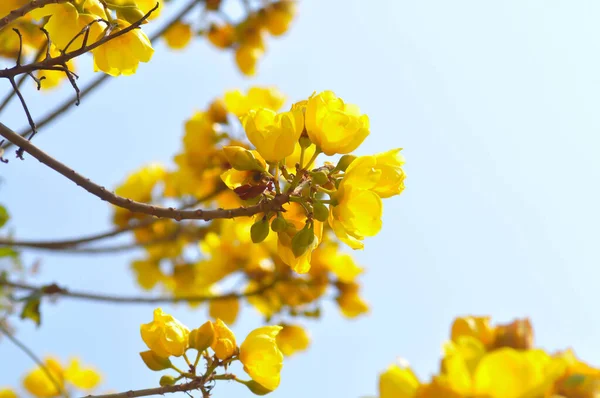 Yellow cotton, Silk Cotton Tree or COCHLOSPERMACEAE