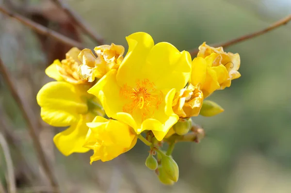 Algodón Amarillo Algodón Seda Cochlospermaceae —  Fotos de Stock