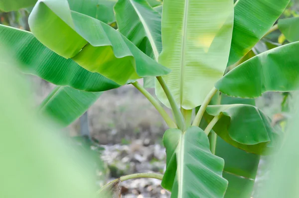 Planta Plátano Plátano Plátano Granja — Foto de Stock