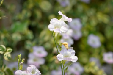 Ganj Çuha Çiçeği, Ganj Nehri Asistanı veya Çin menekşesi