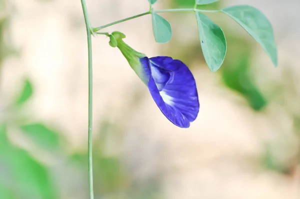 Pillangóborsó Kék Borsóvirág Vagy Clitoria Ternatea Linn — Stock Fotó