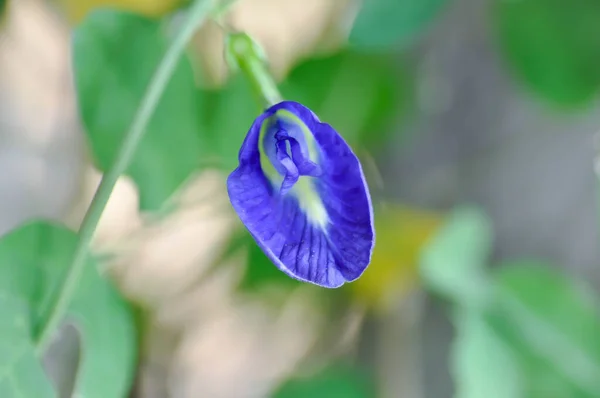 蝴蝶豌豆 蓝色豌豆花或紫丁香花 — 图库照片