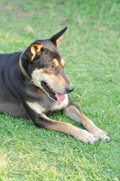 Siyah Köpek Tarlada Siyah Köpek — Stok fotoğraf