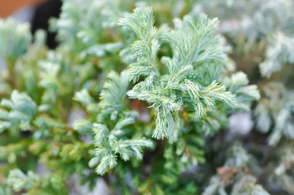 Juniperus Squamata Blue Star Pine Tree — Stock Photo, Image