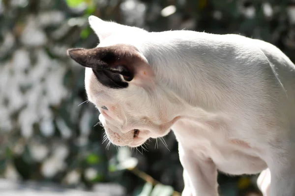 Bulldog Francese Cane Cane Giovane Giovane Bulldog Francese — Foto Stock