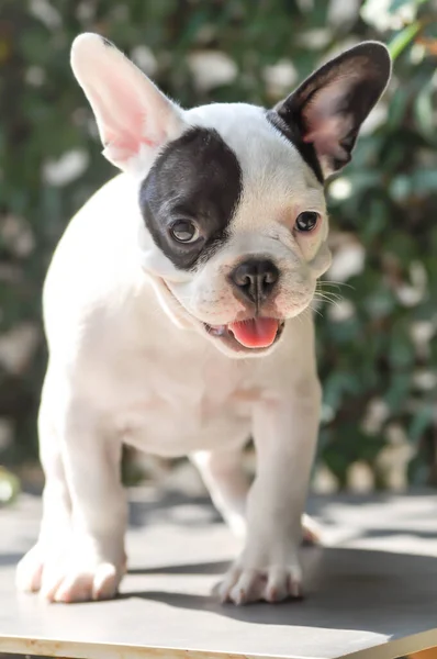 フランスのブルドッグ 犬または若い犬 — ストック写真