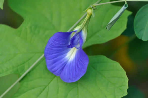 Galamb Szárny Kék Borsó Vagy Clitoria Ternatea Növény — Stock Fotó