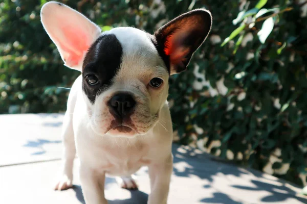 Buldogue Francês Cão Cachorro Chão — Fotografia de Stock