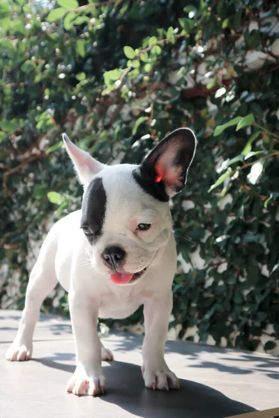 Fransız Bulldog Köpek Yerde Köpek Yavrusu — Stok fotoğraf