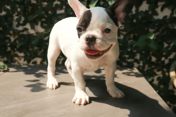 法国斗牛犬或狗 在地板上的小狗 — 图库照片