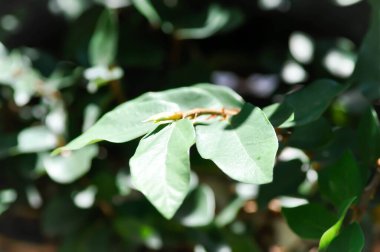 Ficus pumila ya da tırmanan incir bitkisi