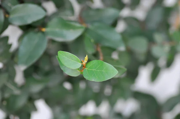 Ficus Pumila Planta Higuera Trepadora — Foto de Stock