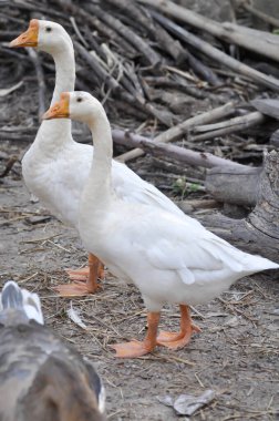 Ördek, ördek ve kaz yere