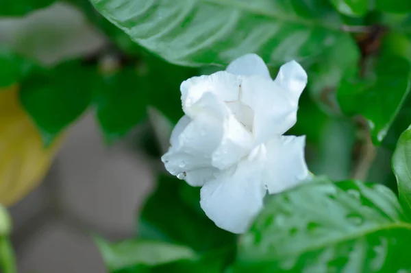 Gardenia Jasminoidesm Lub Biały Kwiat — Zdjęcie stockowe