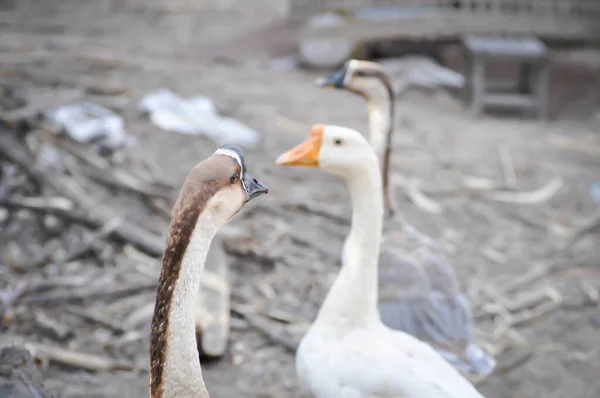 Ente Erpel Und Gans Auf Dem Fußboden — Stockfoto