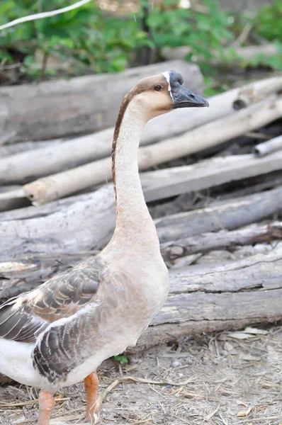 Ente Erpel Und Gans Auf Dem Fußboden — Stockfoto