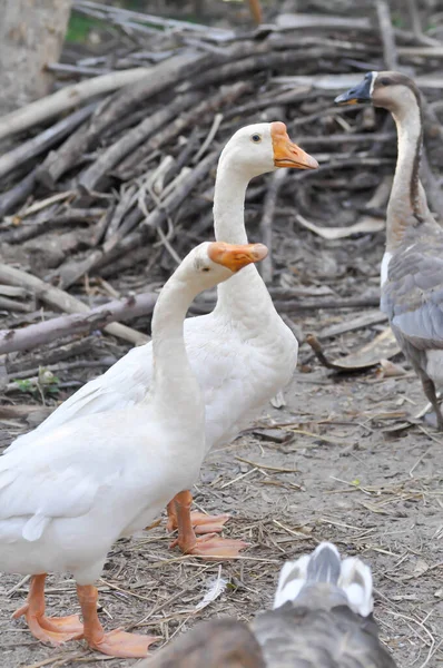 Duck Drake Goose Floor — стоковое фото