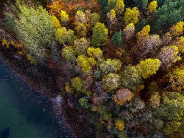 Göldeki sonbahar ormanı. Ormanda sonbahar renkleri.