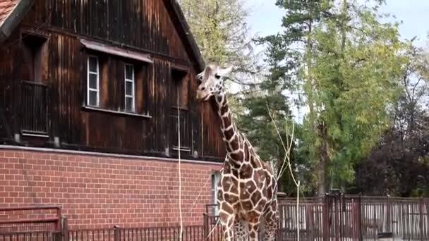 Giraffen Går Sitt Territorium Rolig Vuxen Giraff — Stockvideo