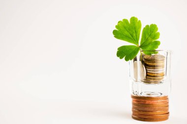 Bir tencere paradan yonca yaprağı büyür. Beyaz üzerinde para ağacı 