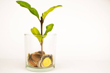 Yeşil bitki bir tencere bozuk paradan yetişir. Büyüyen iş yatırımları
