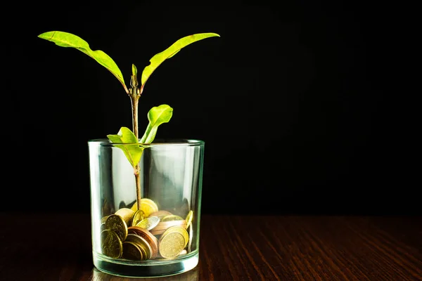 Green plant grows from a pot of coins. Growing business investme