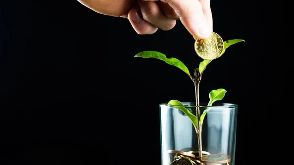 绿色的植物是从一壶硬币里长出来的. 不断增长的业务投资 — 图库照片