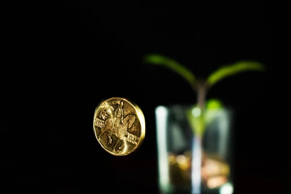 一盆硬币长出一株绿色的植物. 20捷克的一枚硬币 — 图库照片