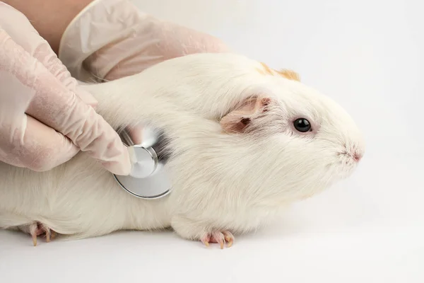 Guinea pig at the vet. Treatment of white guinea pig.