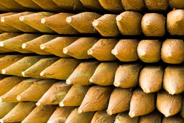 Çam ağacı kazıkları. Turuncu kalemler çam