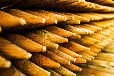 Çam ağacı kazıkları. Turuncu kalemler çam