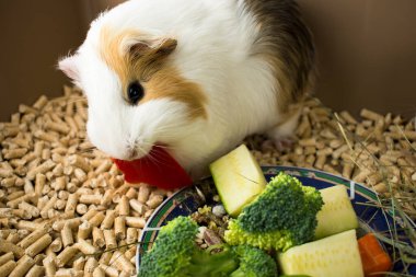 Kobay kırmızı marul yiyor. Kobay için kafes.