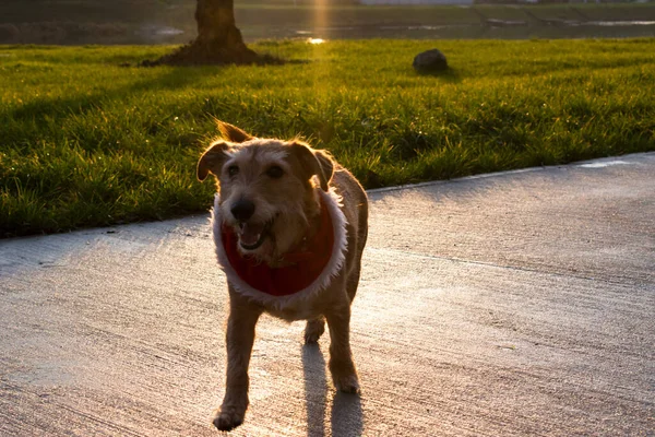 Собака Біжить Свого Власника Прогулянка Собакою Парку — стокове фото