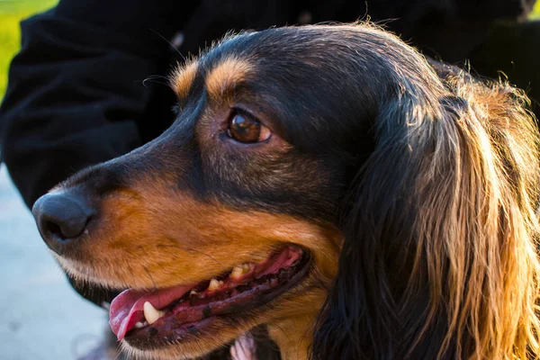 Собака Ждет Своего Хозяина Животное Прогулке Парке Собака Смотрит Закат — стоковое фото