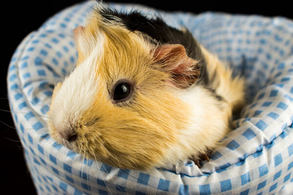 A small white Guinea pig. Comfort with Pets.
