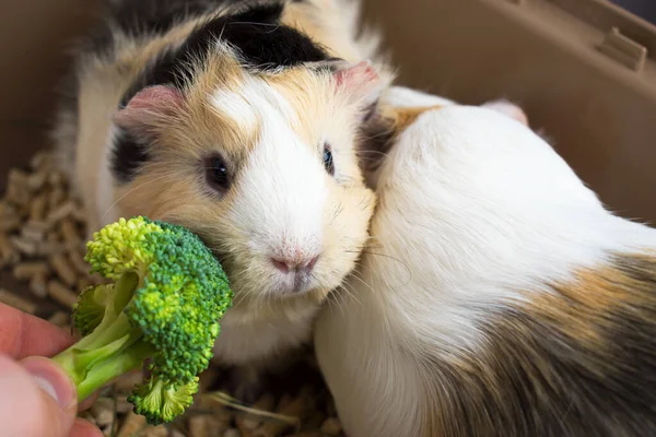 A man feeds a guinea pig broccoli.